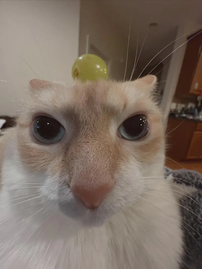 Example input photo of a cat